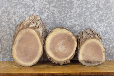 3- Live Edge Black Walnut Circle Cut Taxidermy Bases/Craft Pack 778